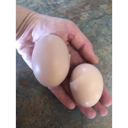 Farm Fresh Eggs